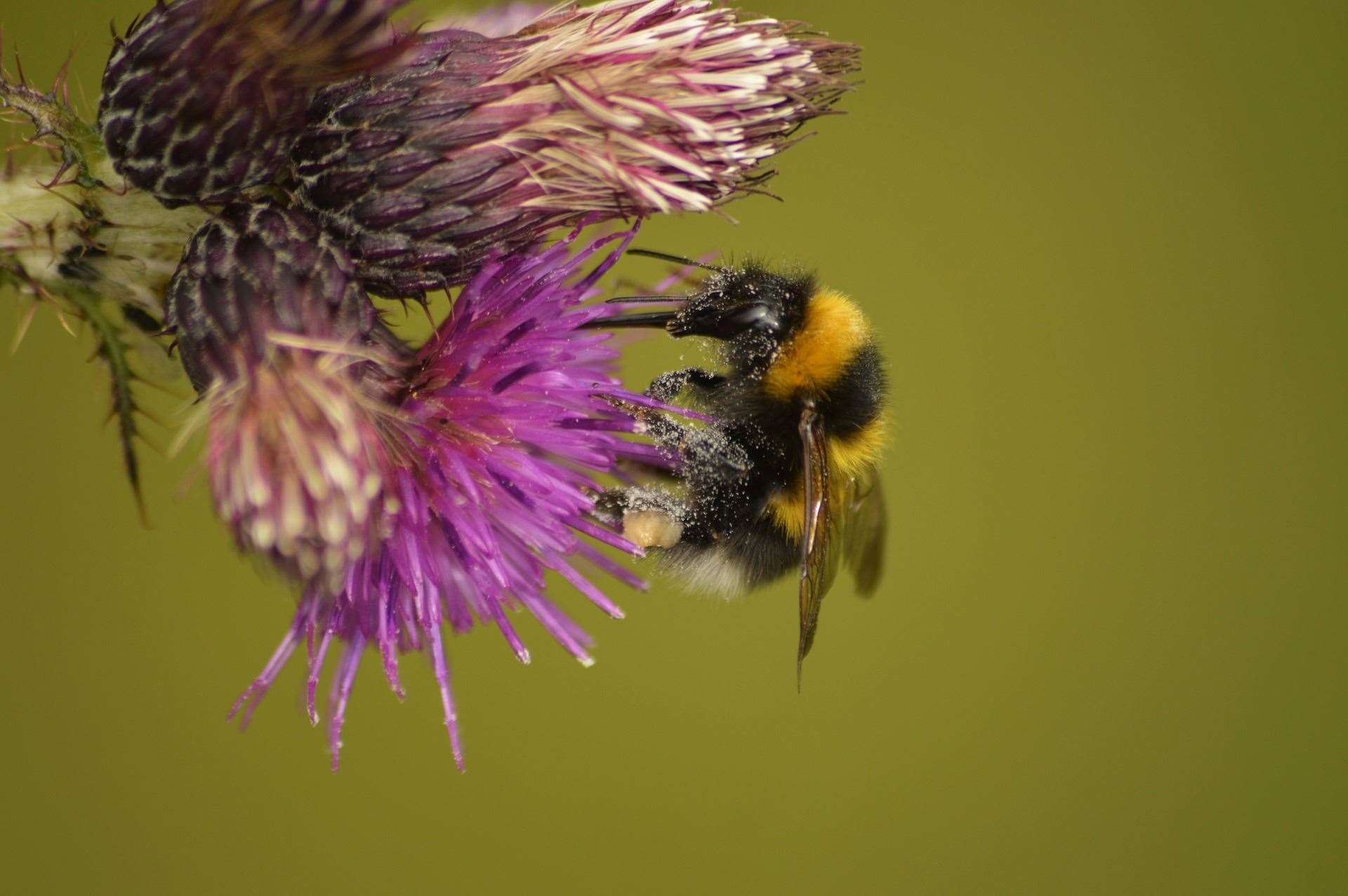 A bumblebee covered with pollen grains