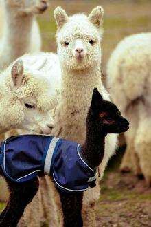 Nero, the baby Alpaca on the Farm