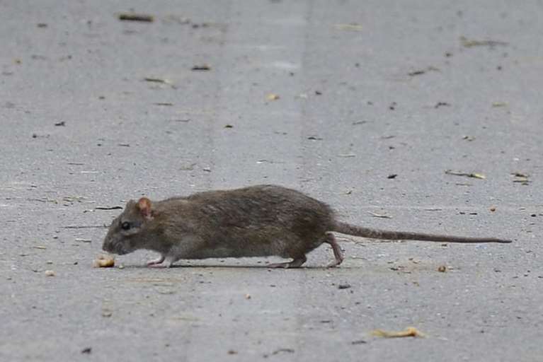 A rat on a footpath
