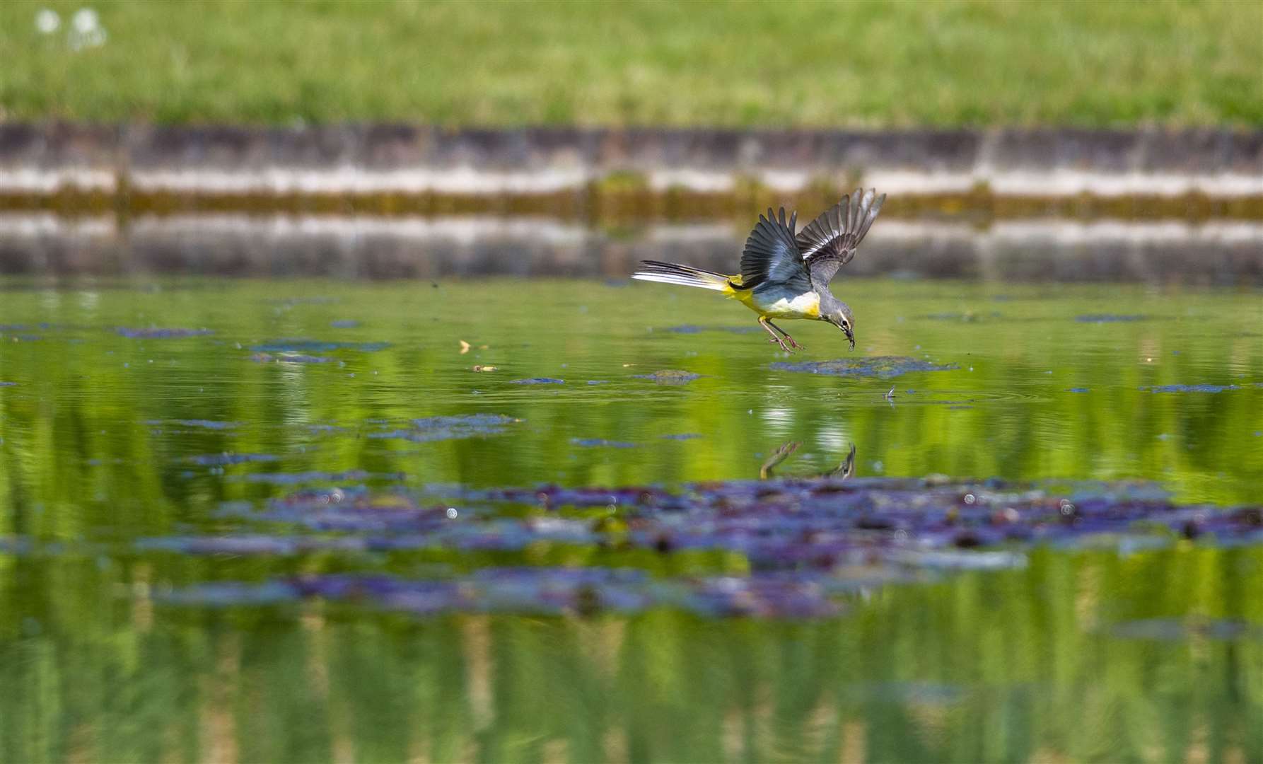 Grey wagtail at the formal pond at Godinton House Picture: Keoghan Bellew