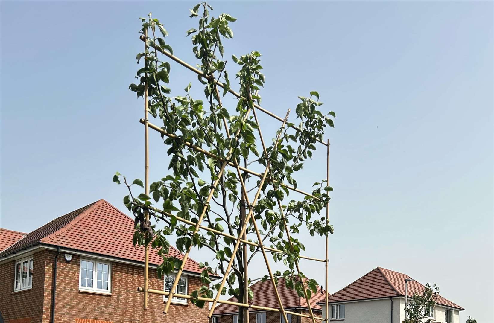 A number of new trees were put on the road