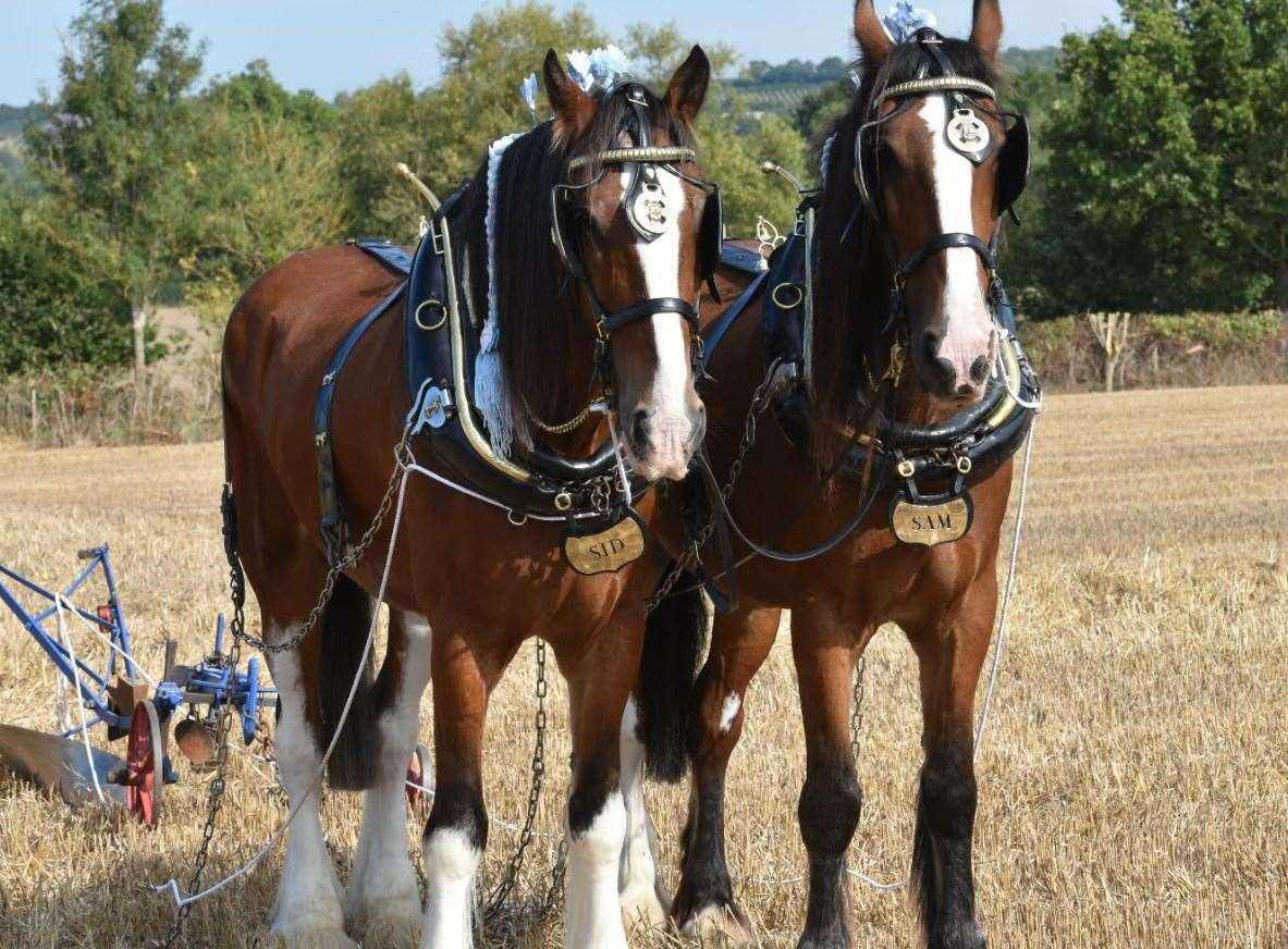 The event is a celebration of rural life, with animals such as shire horses, stalls and competitions