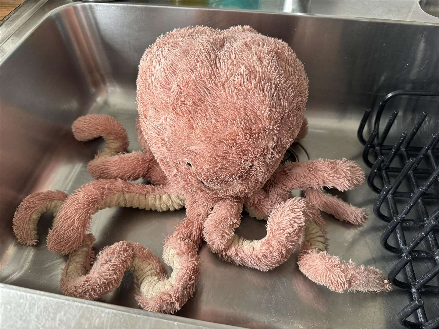 Tenny in the sink (Andrew Elliott/PA)