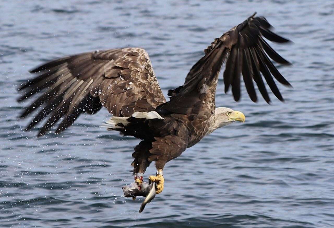 Sea eagles, otherwise known as white-tailed eagles, bring a clear economic benefit to one of Scotland’s islands on the west coast, the RSPB found (RSPB/PA)