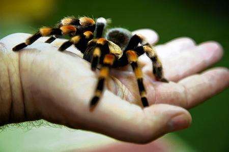 Get close to creepy crawlies at Farming World