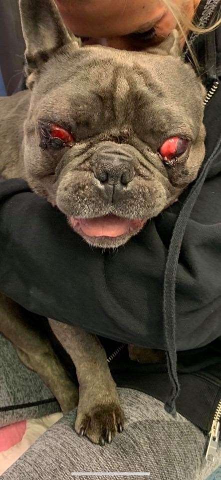 Arthur, a French bulldog, had to have his eyes removed following the accident (18957626)