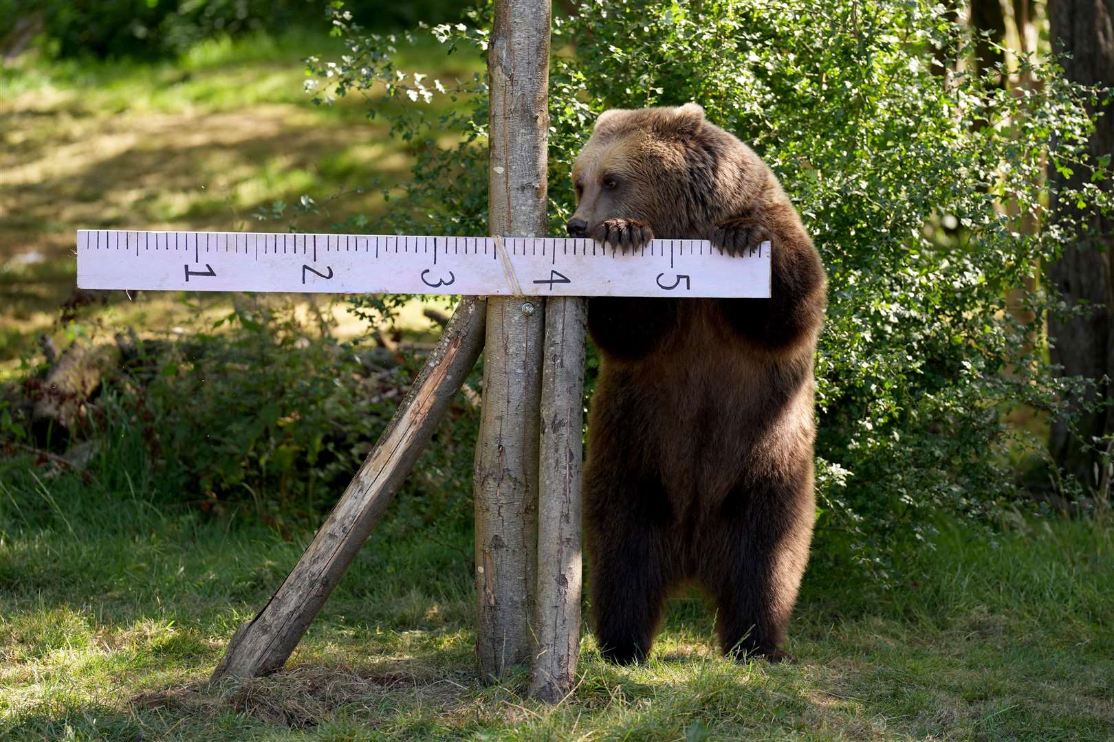 While the zoo’s European brown bears were enticed by a smear of honey (Joe Giddens/PA)