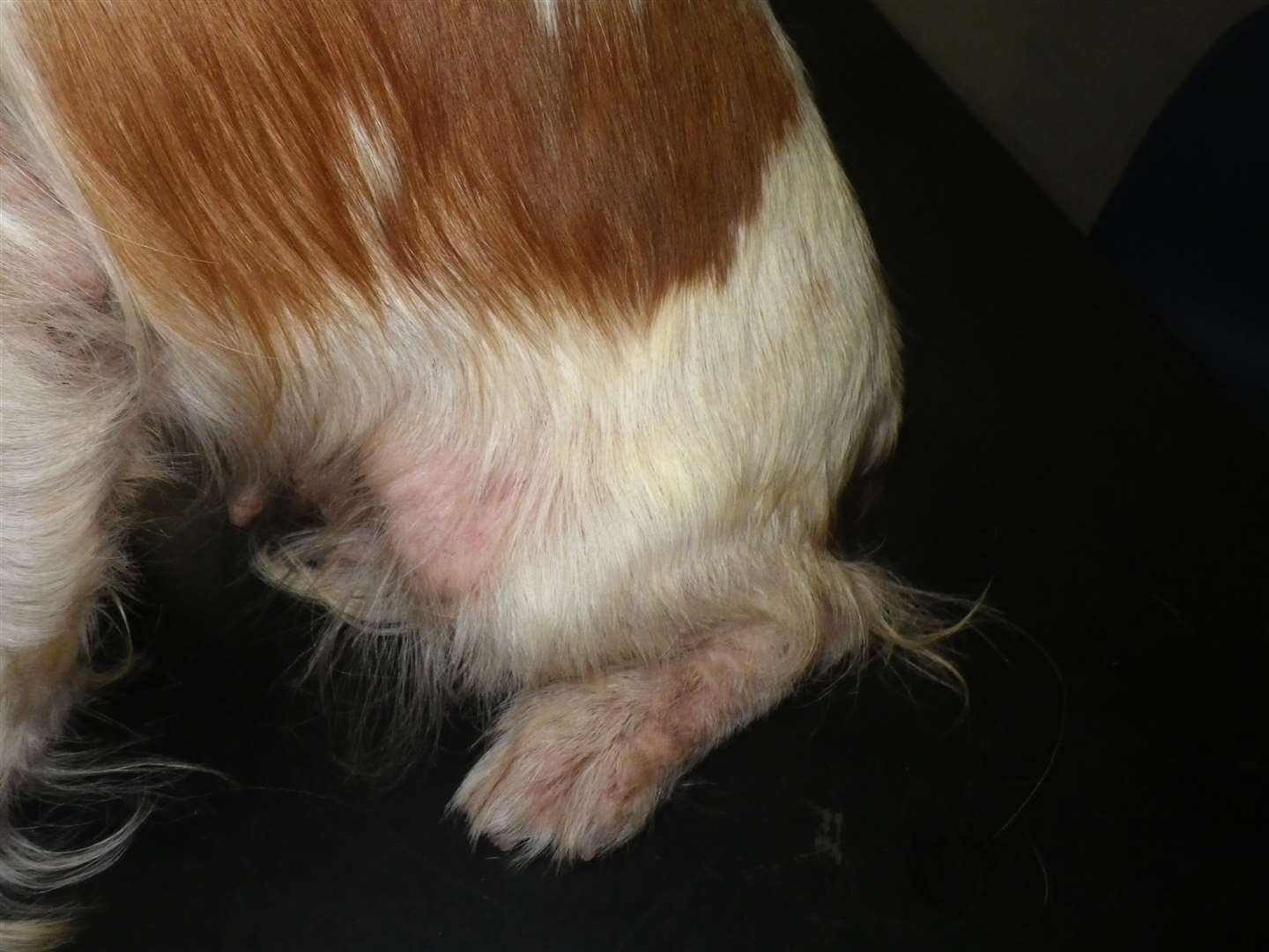 The RSPCA want to find out who left Olive in this terrible condition