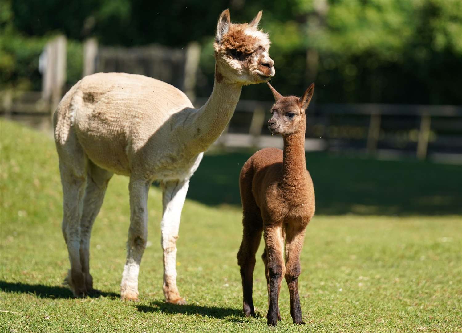 Newborn alpaca Sir Steveo, named after one of his keepers, ventures outside in the Pets Farm area of Blair Drummond Safari Park near Stirling (Andrew Milligan/PA)