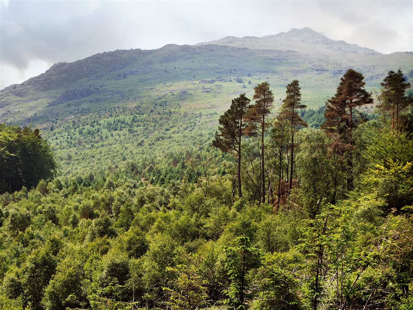 Native trees are taking hold again at Hardknott (@Hardknottforest/PA)