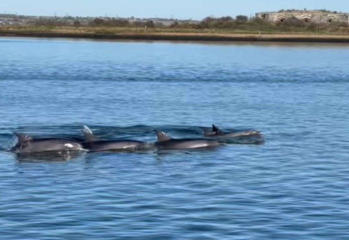 Dolphins caught on video gliding through river