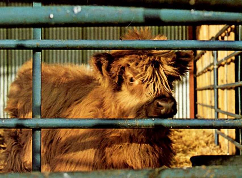 Highland Calf at Stone Lodge Farm Park, Dartford