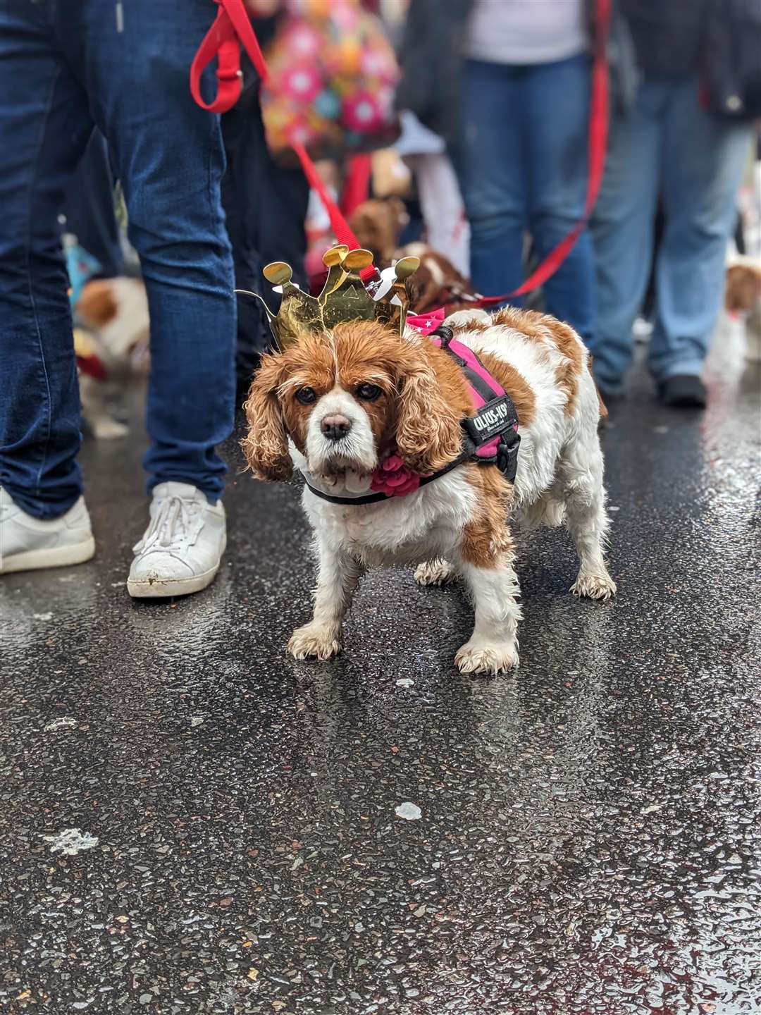 King Charles spaniels donned crowns to mark the King’s coronation (Amira Ibrahim for Kensington and Chelsea Council)