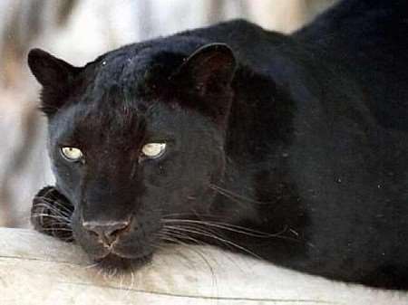What is believed to a black leopard, similar to the one pictured here, has again been spotted on Sheppey