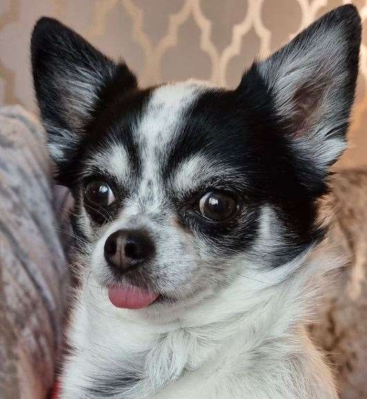 Cher the Chihuahua in happier times. Picture: Maxine Parker-Gallagher