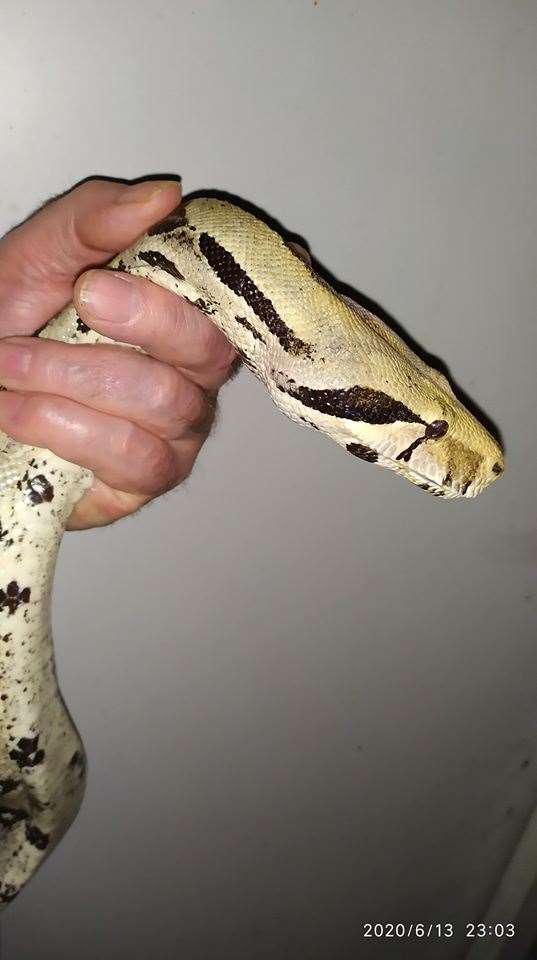 Do you know this Boa constrictor? It was found in a garden in Halfway, Sheppey. Picture: Swampy Animal Rescue