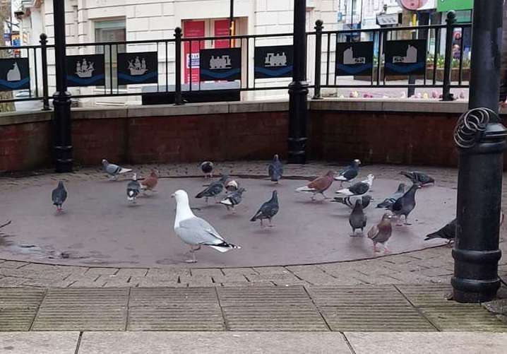 Seagulls and pigeons on the bandstand in the high street earlier this year