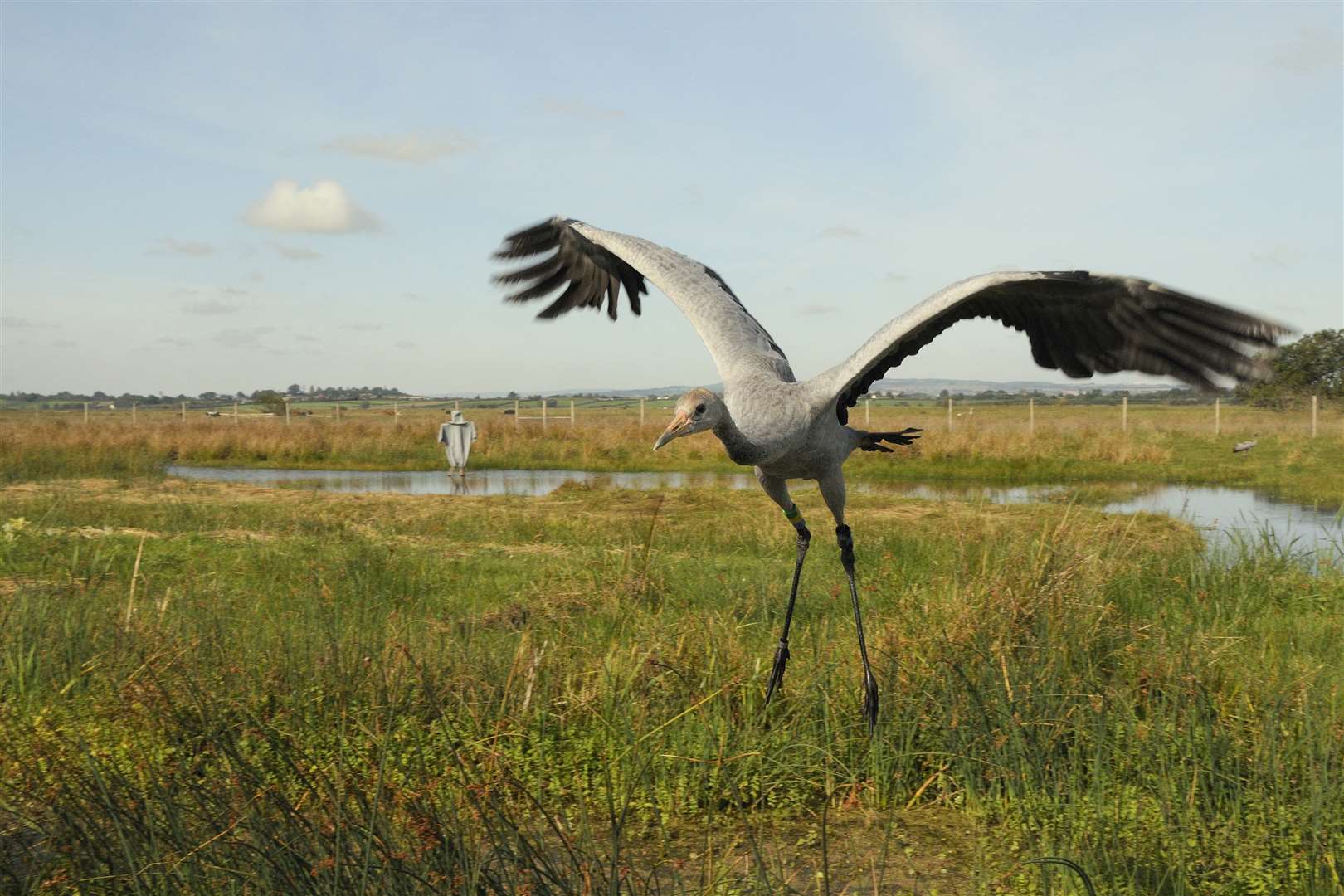 Cranes have been reared and released in the Somerset Levels (Nick Upton/RSPB/PA)