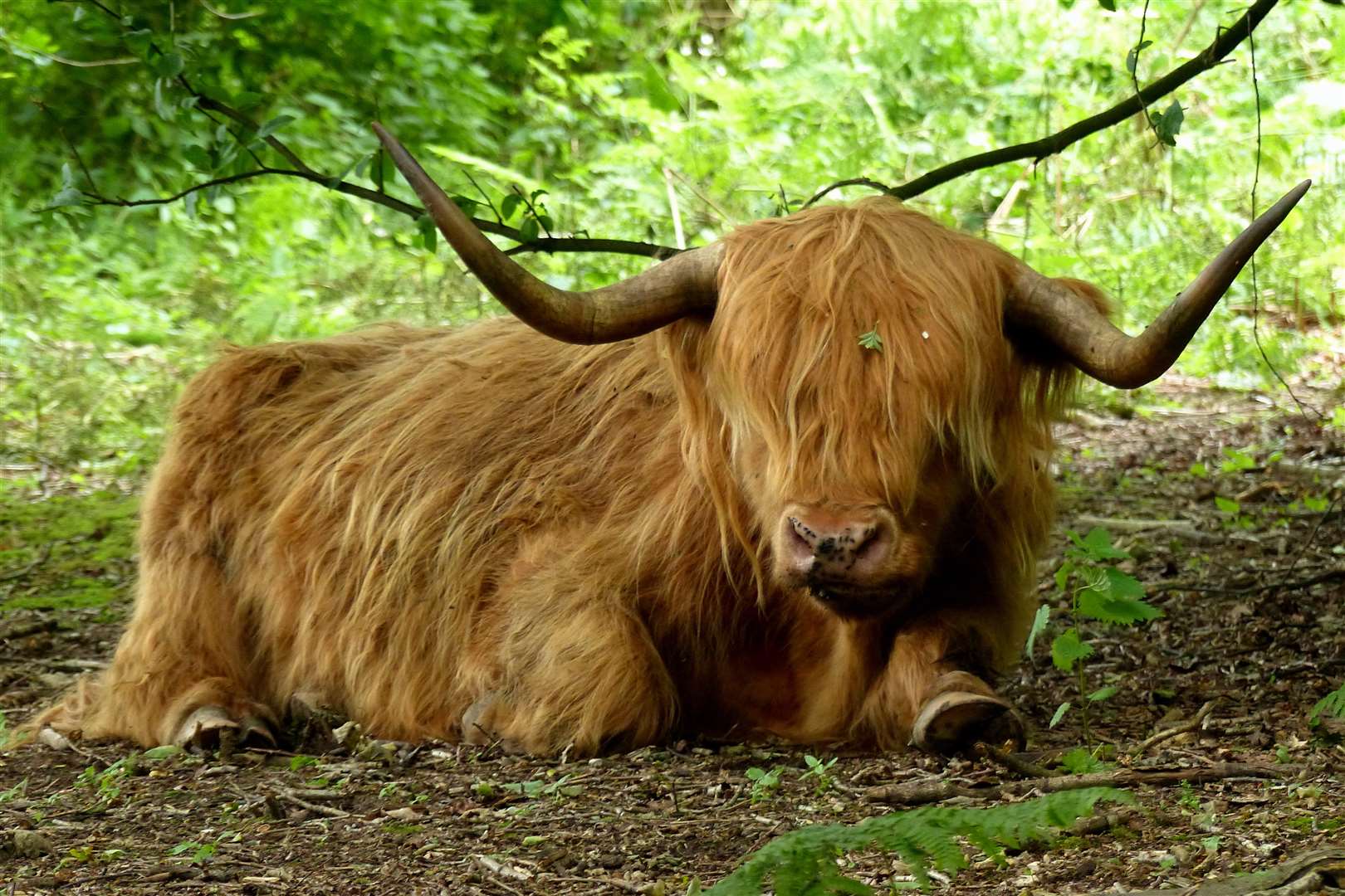 One of the small herd of Highland cattle that has returned to The Warren in Ashford Picture: Andy Clark