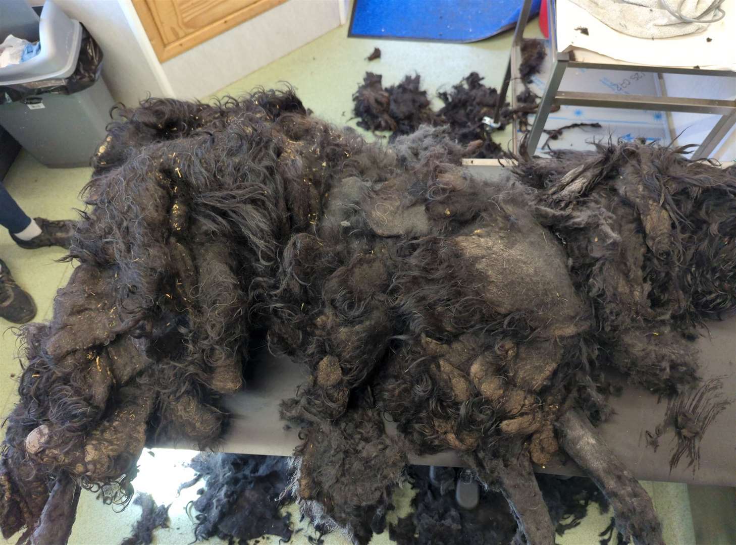 Barney was found in Ramsgate with foul-smelling matting. Picture: RSPCA