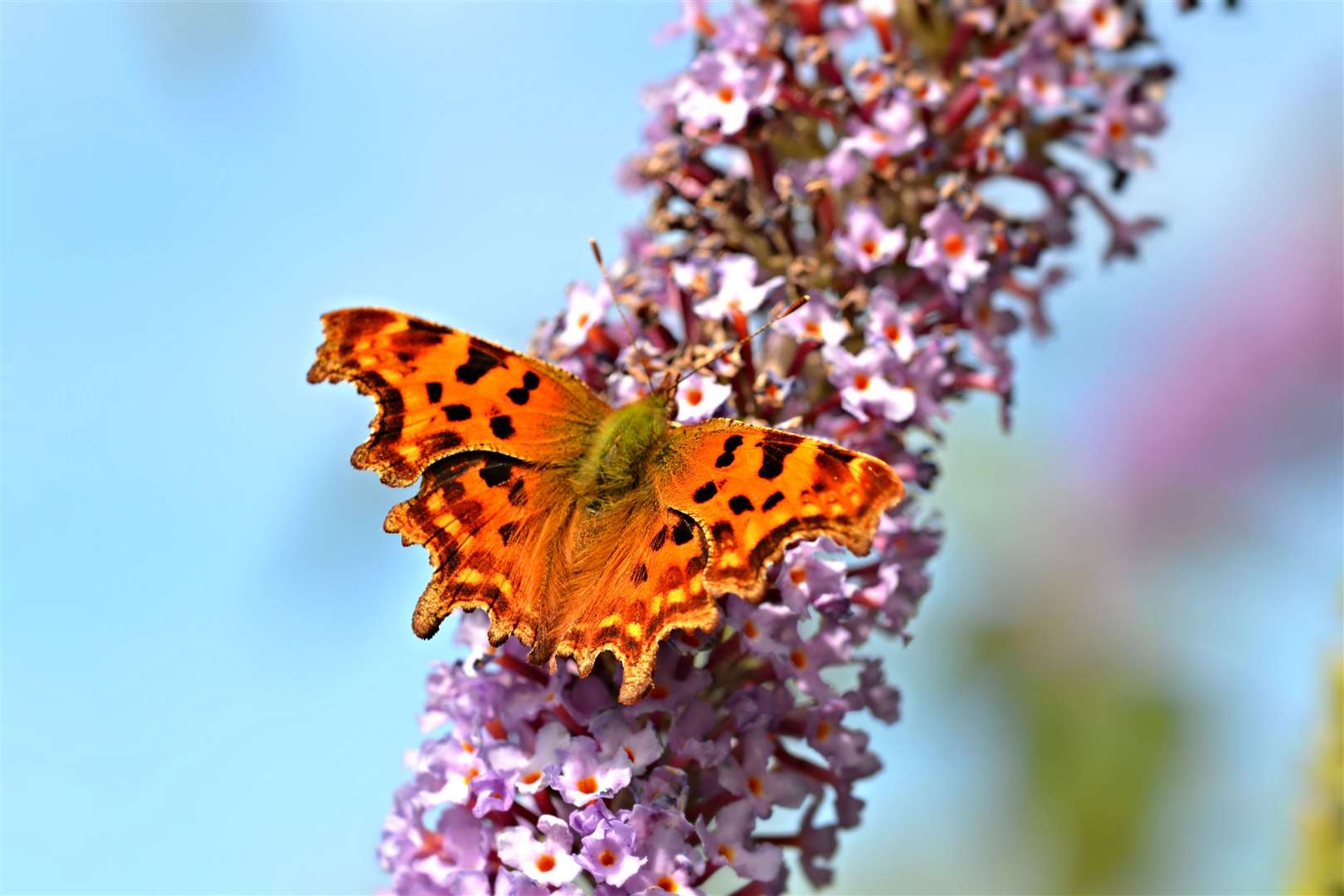 The Comma butterfly saw a surge in numbers compared with last year (Andrew Cooper/Butterfly Conservation)