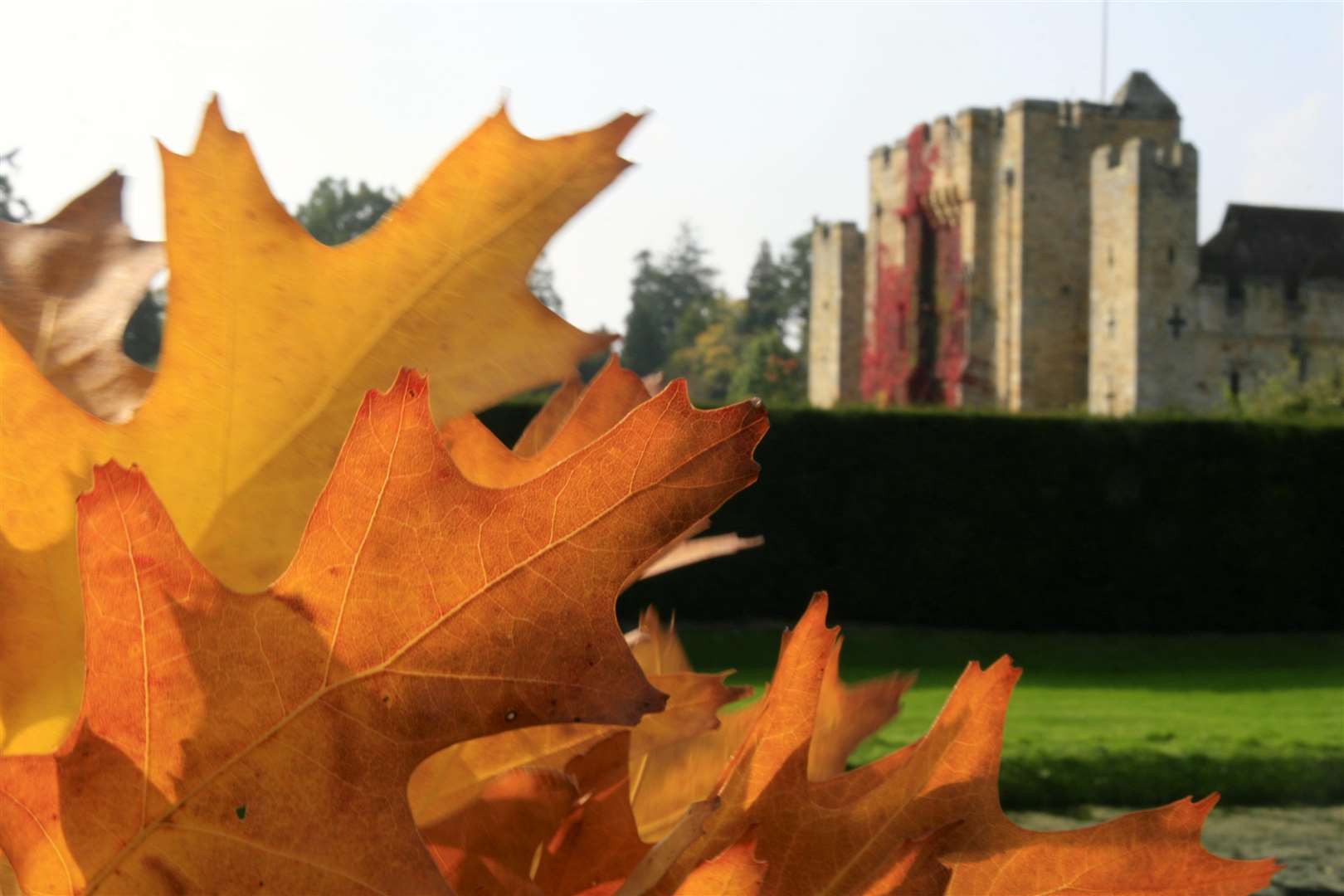 Much care is taken to collect the leaves at Hever