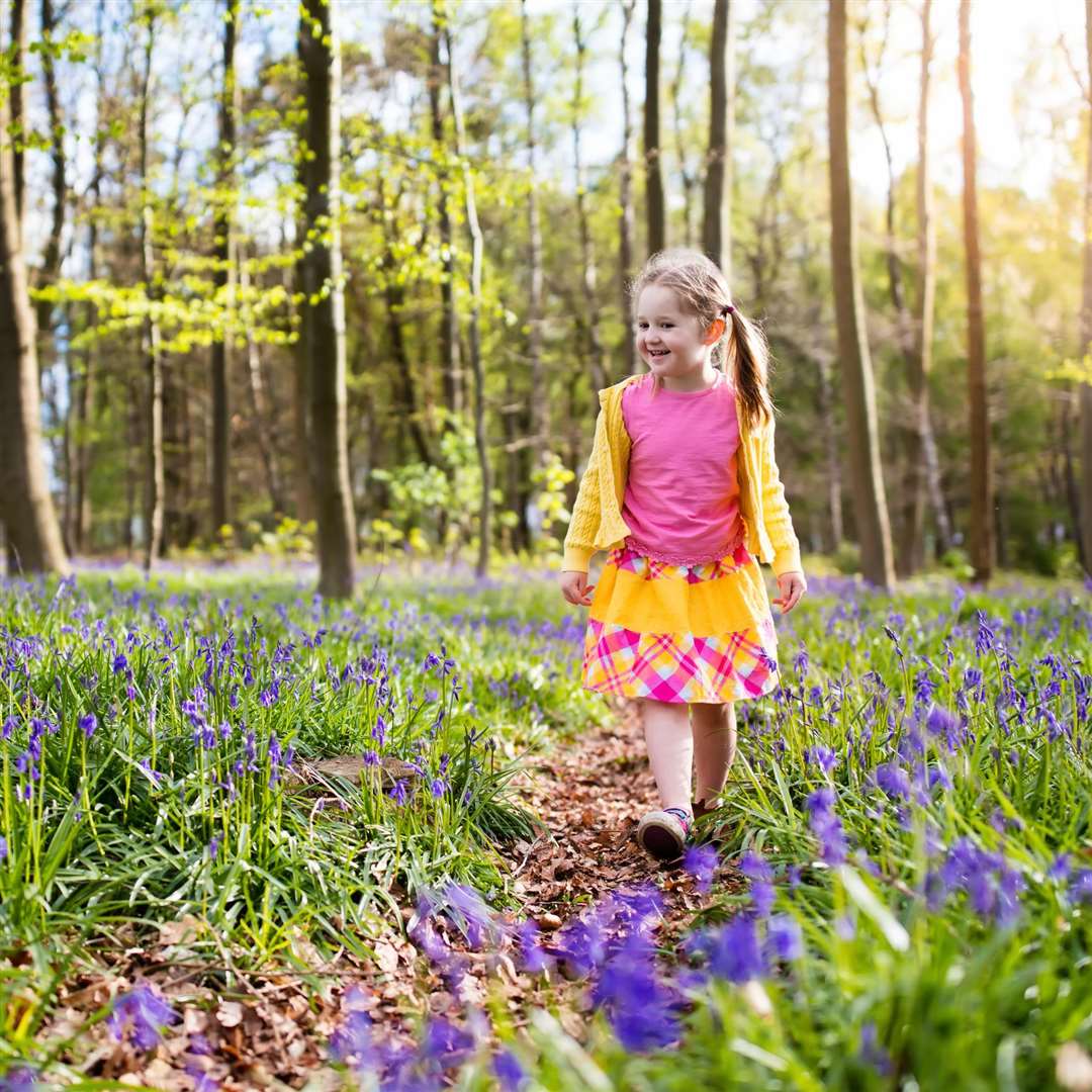 See bluebells across Kent this spring