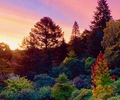 Reuthe's is a magical 11-acre rare species woodland that hosts one of the country’s best selection of specialist rhododendrons, azaleas, camellias and conifers.