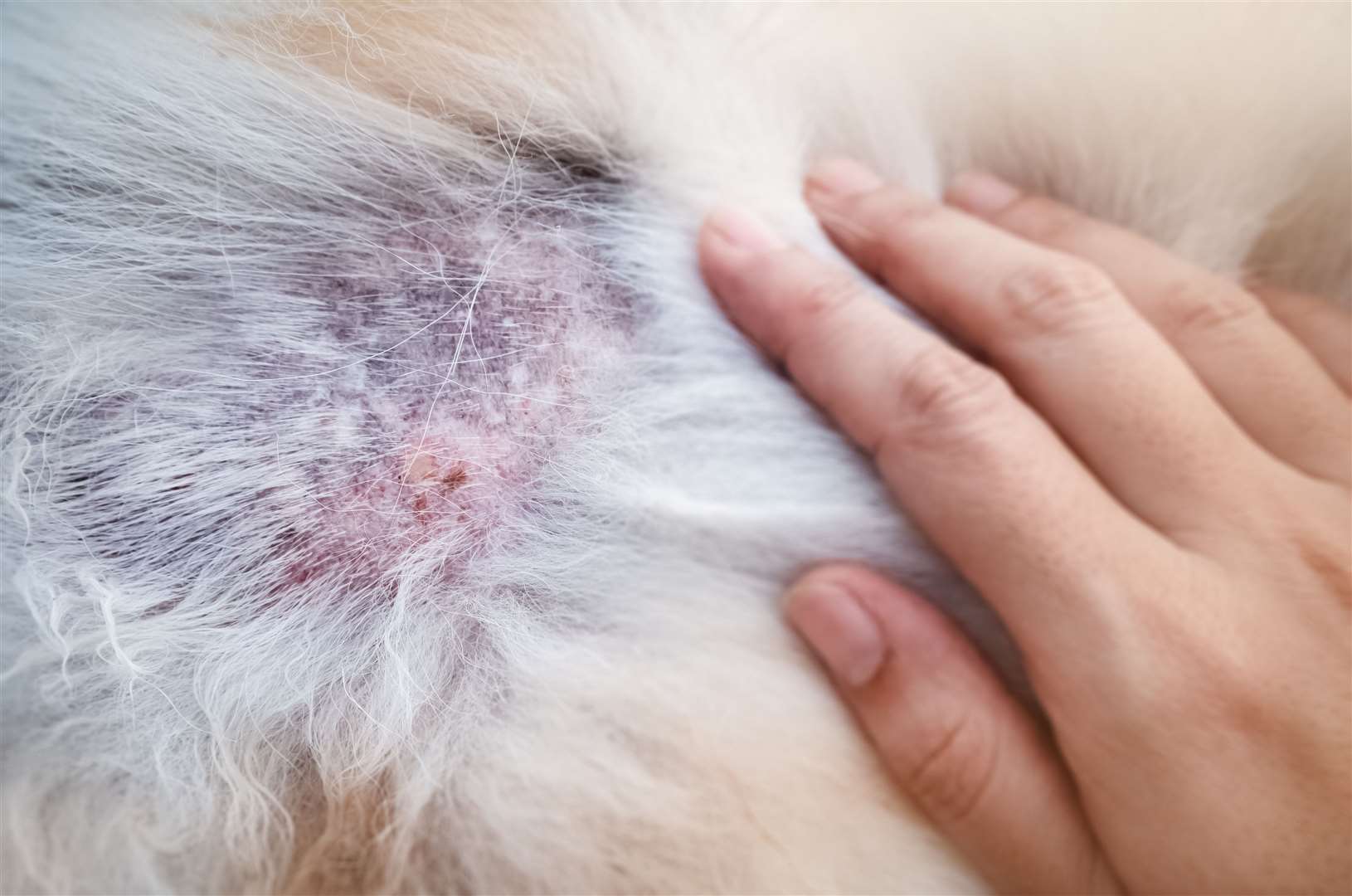 Dermatitis on a dog. Picture: istock/Watcharin panyawutso