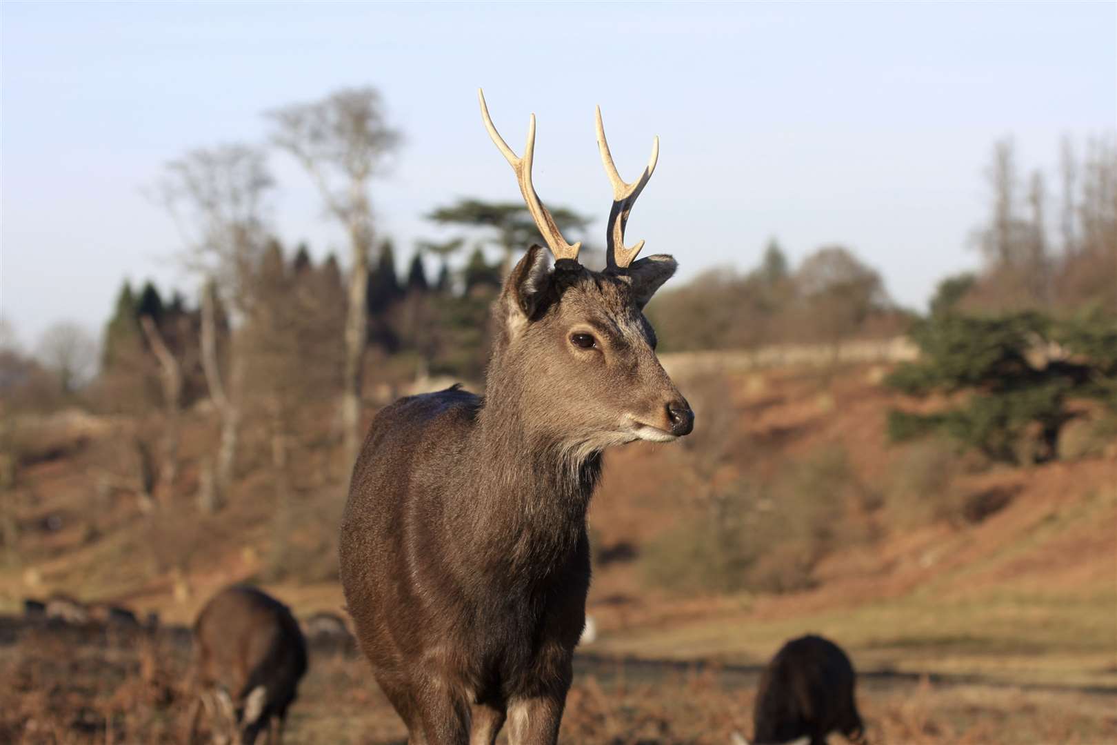 Wild deer roam free at Knole