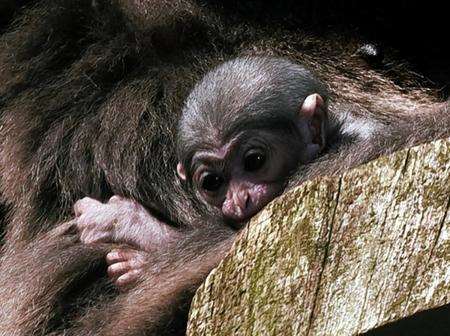 The baby gibbon born at Howletts