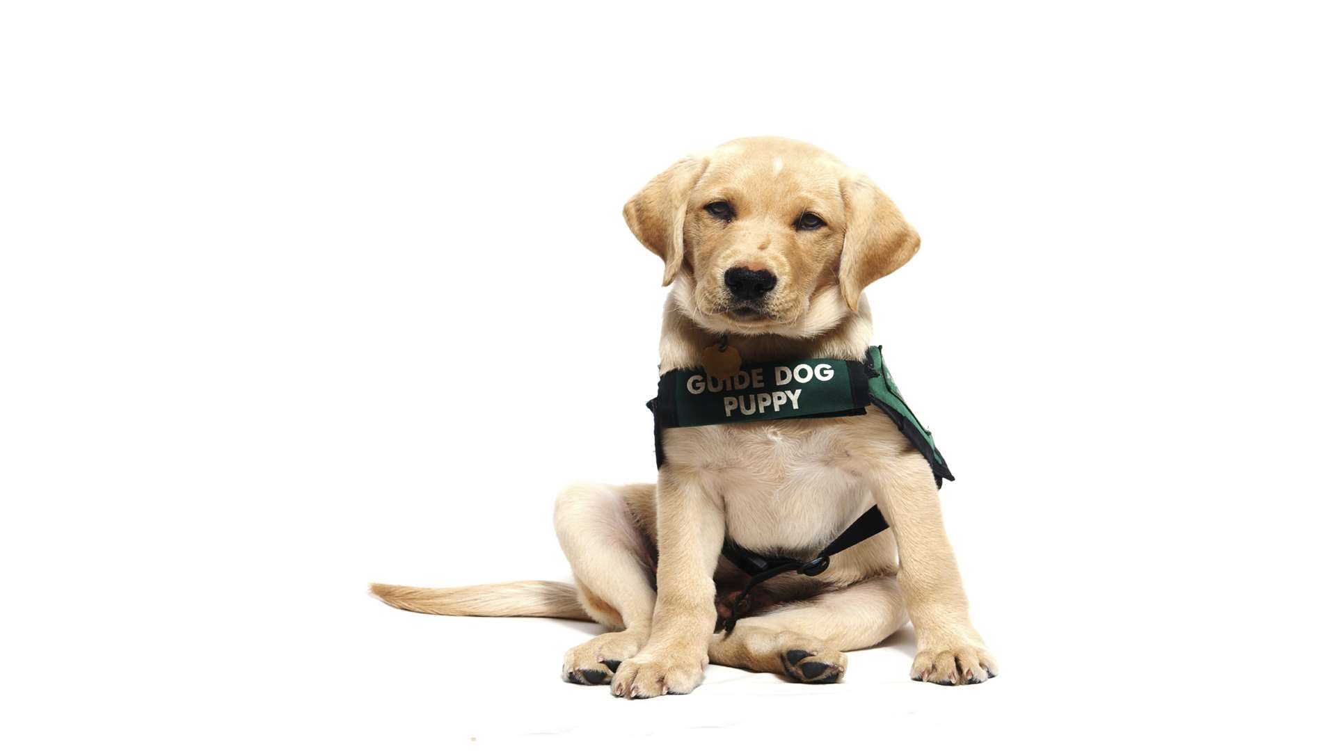 Specsavers will be raising money for Guide Dog Week