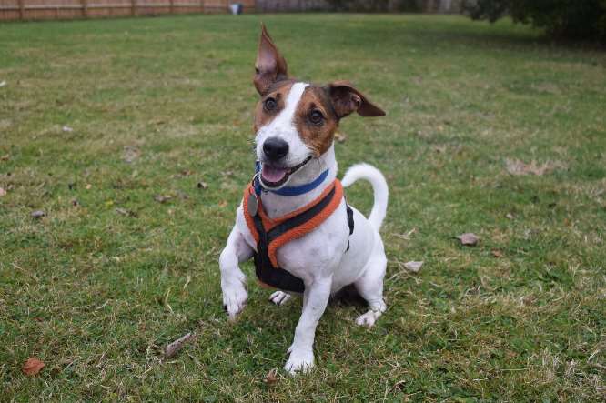 Dogs at Brands Hatch Battersea will be spending Christmas in the kennels