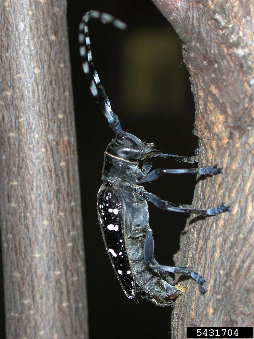 The Asian longhorned beetle damages broad-leaved trees (Melody Keena/ USDA Forest Service/Bugwood.org/Wildlife and Countryside Link/PA)