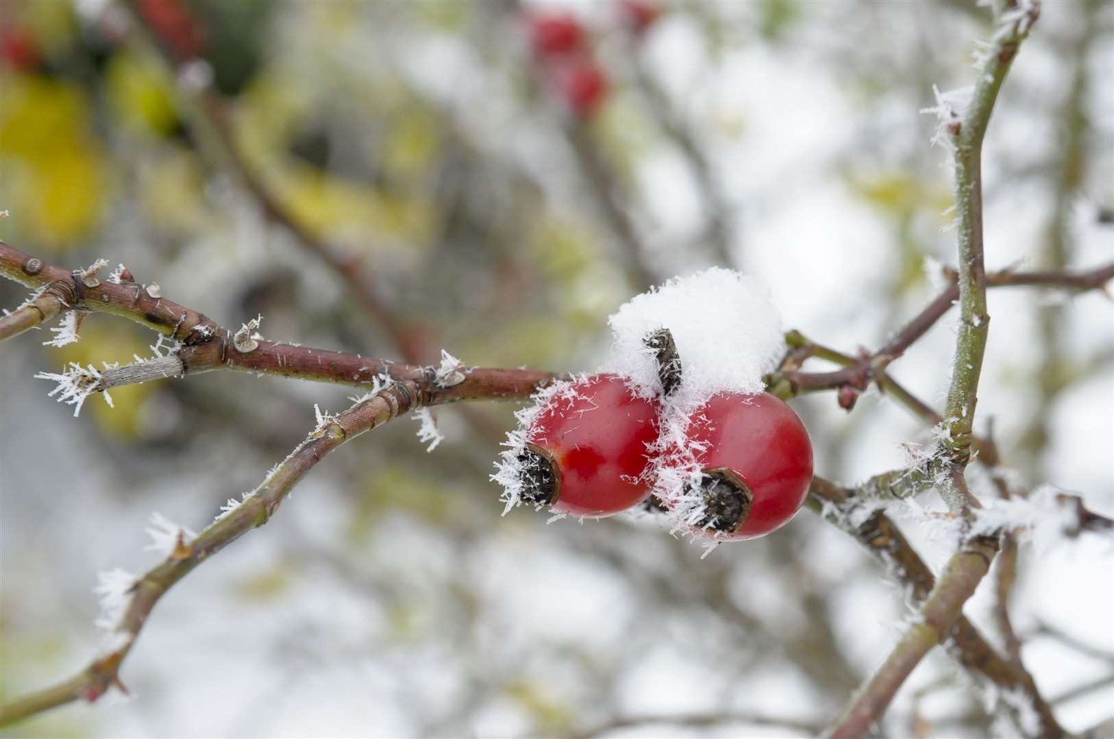 It may be chilly - but the temperatures are set to get milder for Christmas