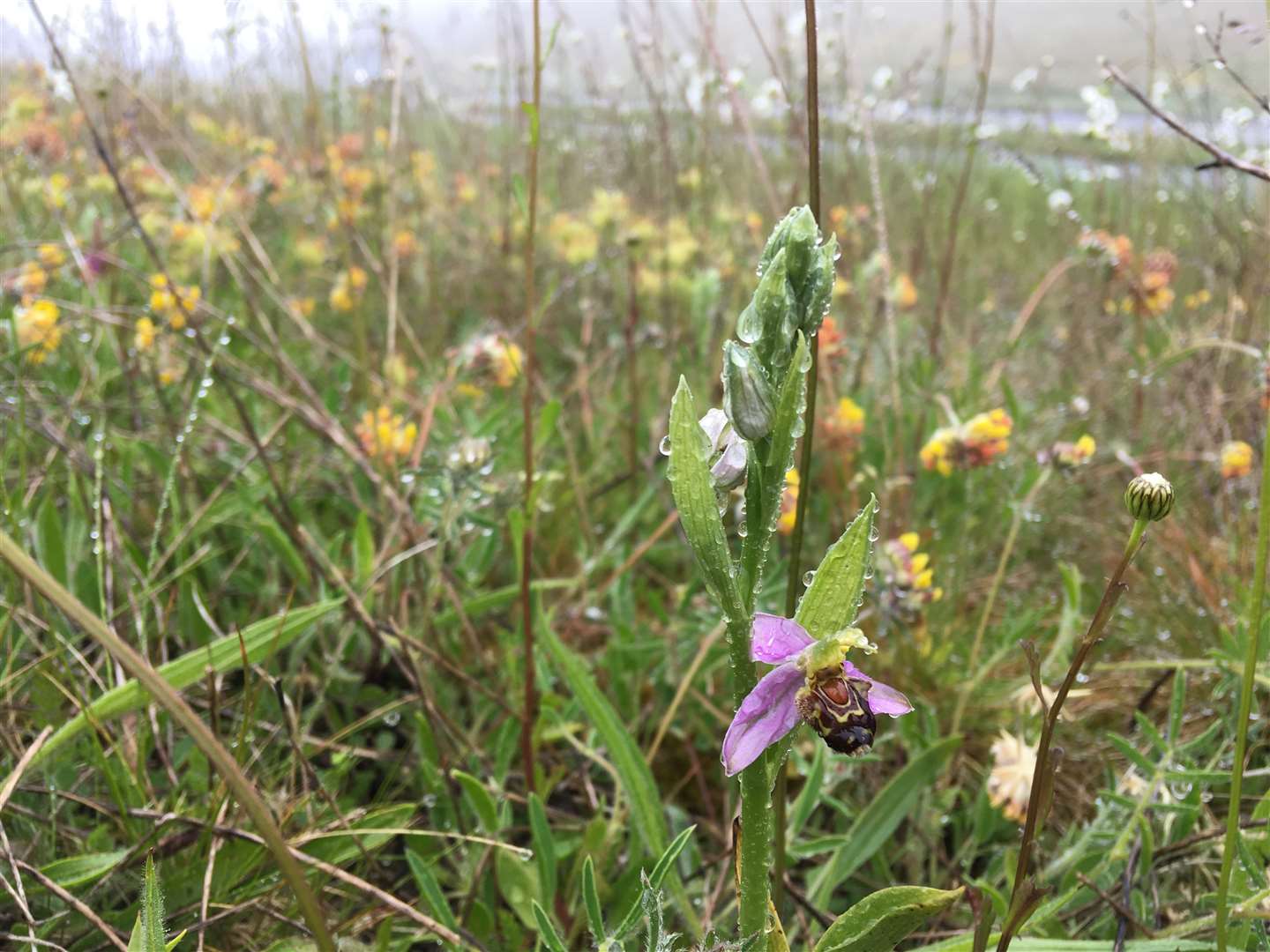 A bee orchid blooms beside the Weymouth Relief Road (Kate Petty/Plantlife/PA)