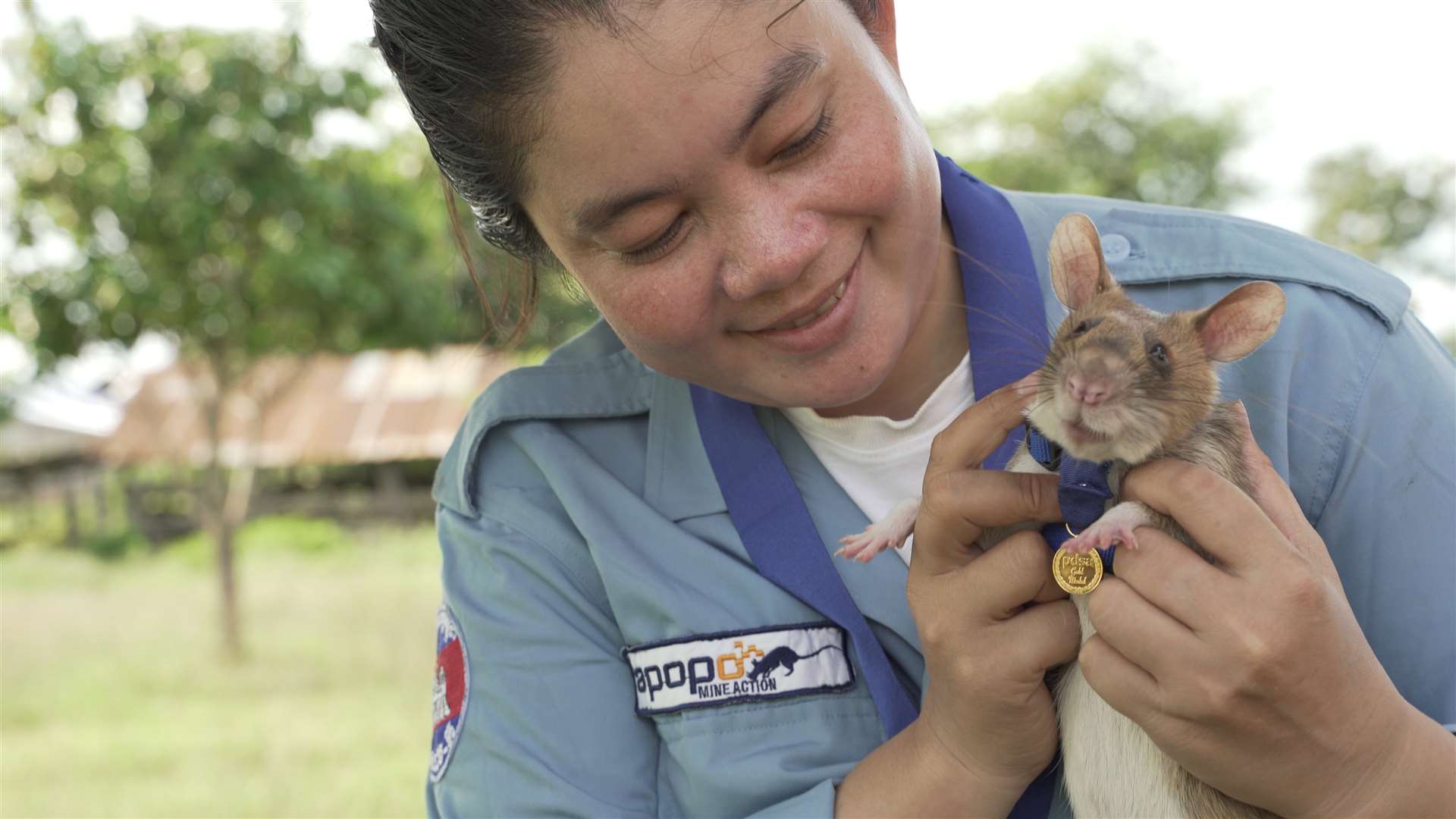 Trainer Malen with Magawa wearing his PDSA Gold Medal (PDSA/APOPO)