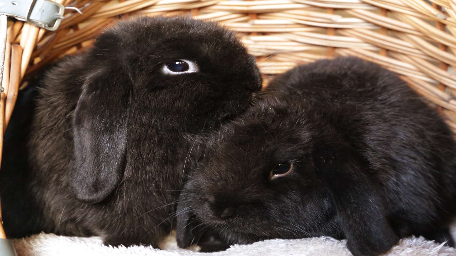 Anim-Mates pet rescue is looking for rabbit lovers to home ...