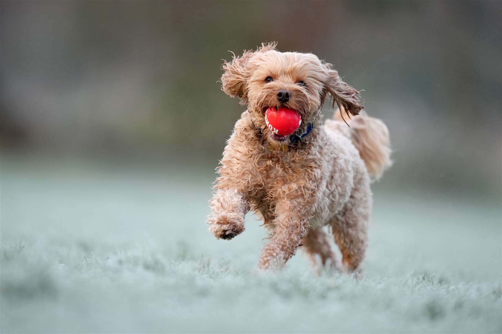 A game of fetch kept this little doggy warm (Ben Whitley/PA)