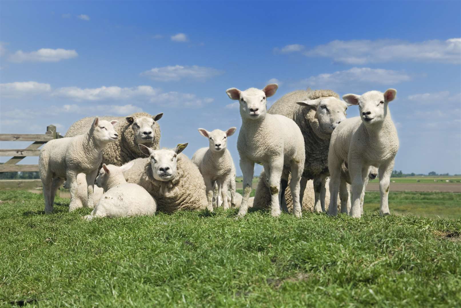 A flock of sheep. Library image.