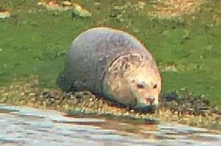 Close-up of the seal. Picture: Folkestone Coastguard