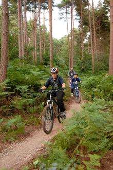 Off-road at Bedgebury