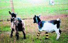 Pygmy goats Scarlett and Nell