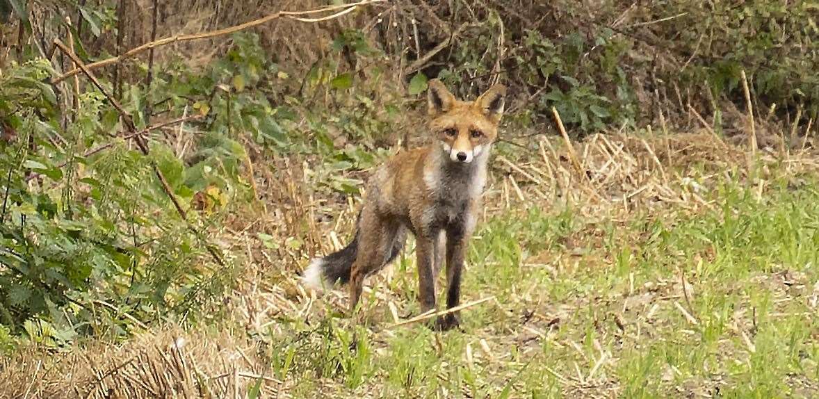 Resident Graham Skinner photographed this fox on the land in 2021