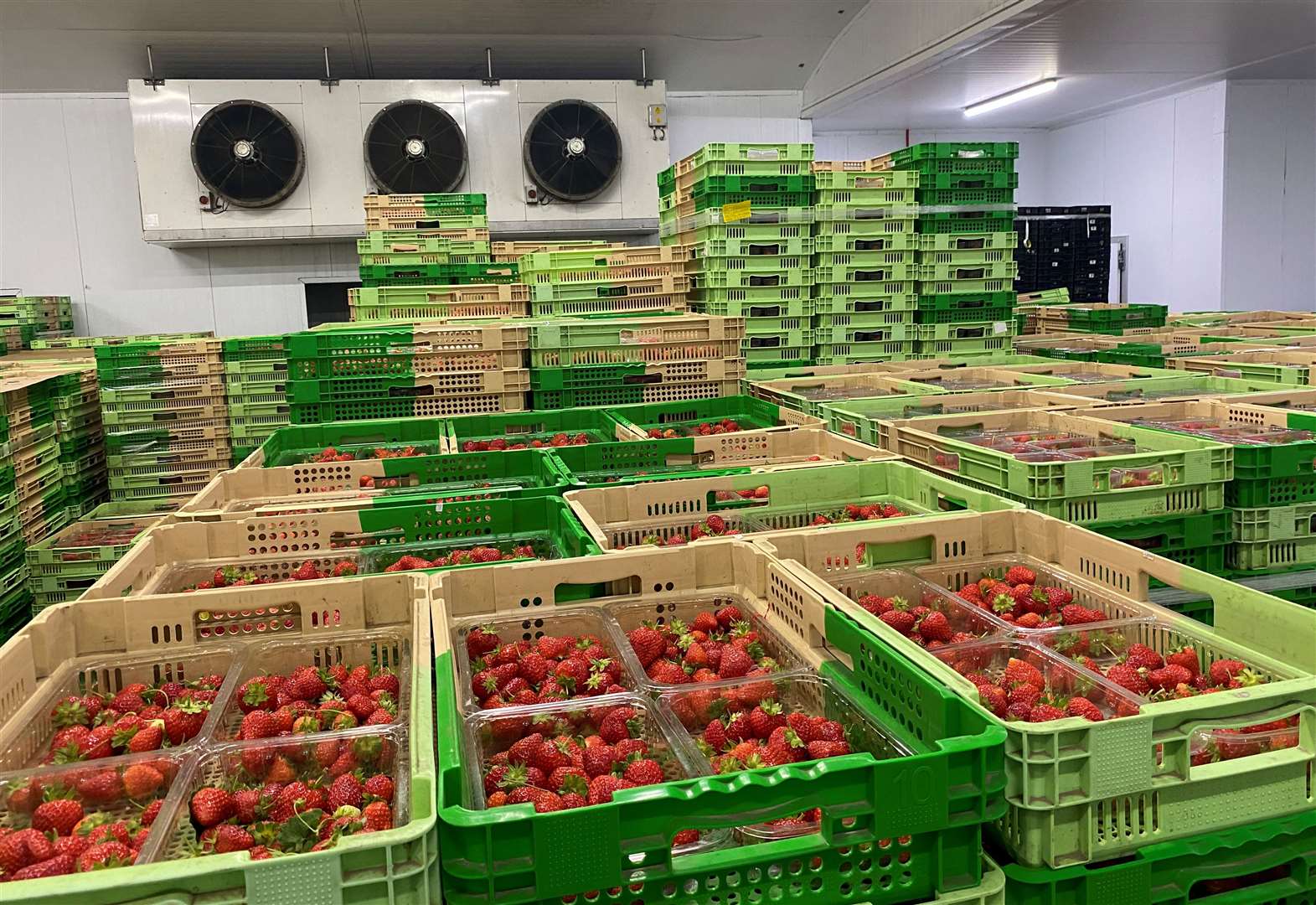 Salih first started out picking strawberries and raspberries