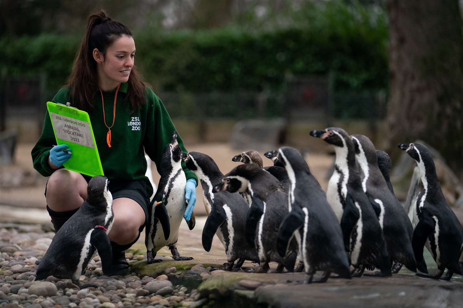 A zookeeper counts Humboldt penguins during the annual stocktake at ZSL London Zoo (Aaron Chown/PA)