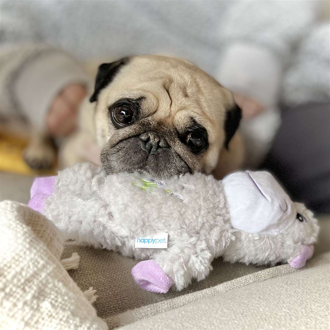 Puggy Smalls getting lots of cuddles after surgery. Picture: Charlie Osman