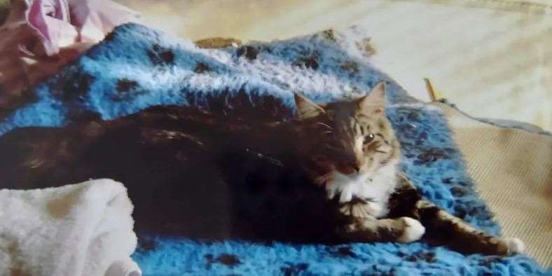 TJ at two years old when he first went missing. Picture: Animals Lost and Found in Kent