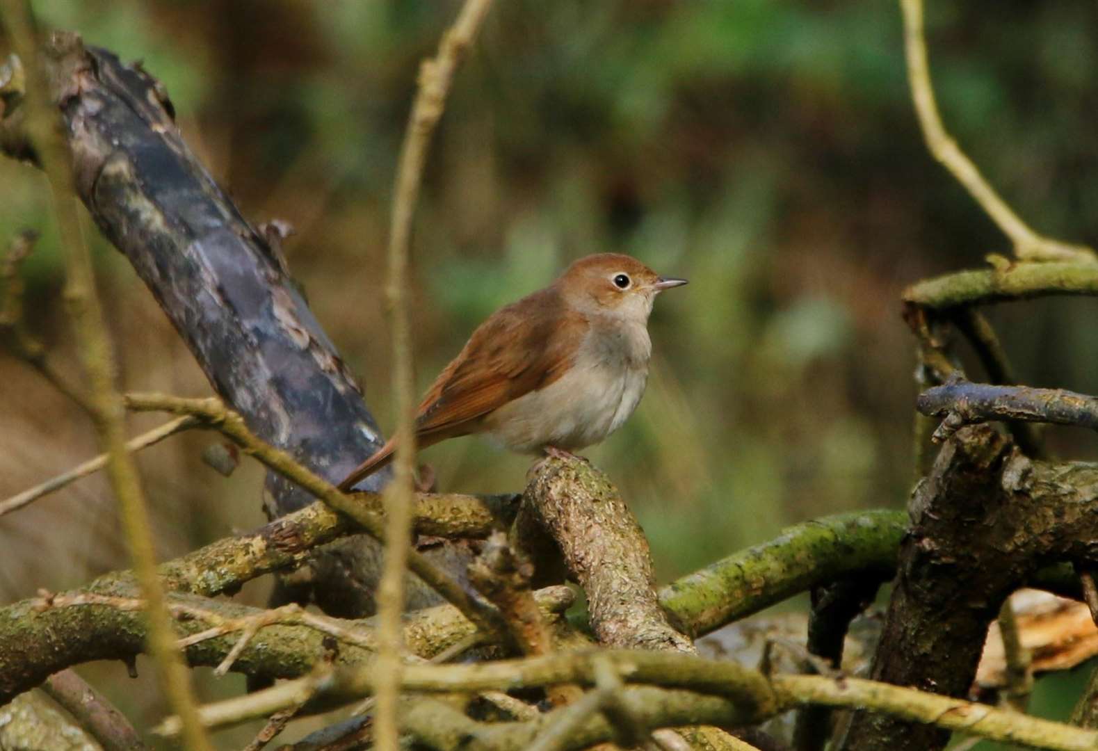 A nightingale in the woods at Sutton Hoo (National Trust Images/Jonathan Plews/PA)