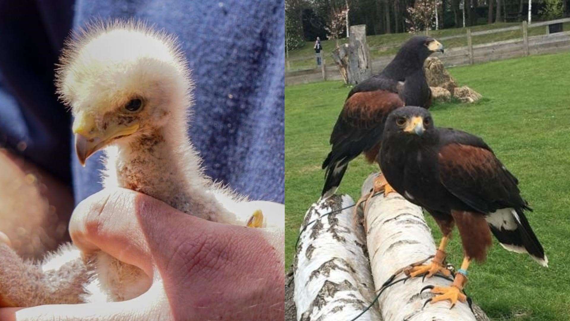 Baby Harris hawk Gallo and parents Texas and Keye (Leeds Castle/PA)